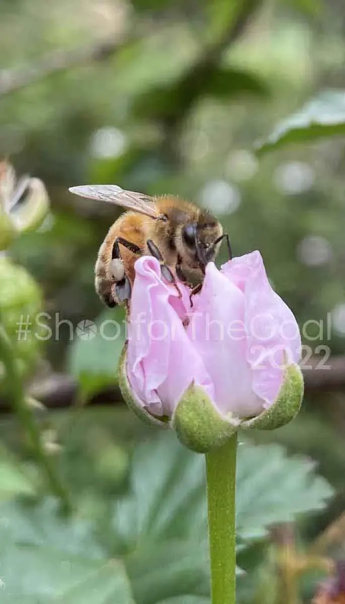 Abeja posada sobre una flor rosada en proceso de apertura.