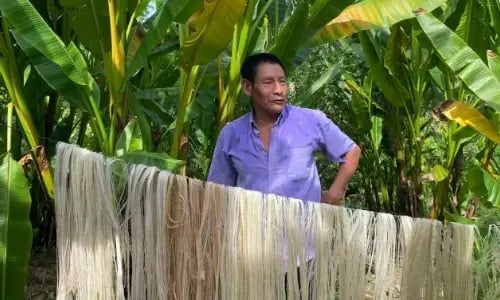 Agricultor con camisa morada junto a fibras naturales colgadas para secar en plantación de plátano.