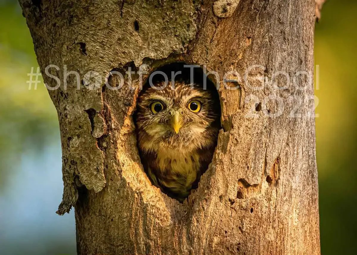 Búho asomándose desde un hueco en el tronco de un árbol.