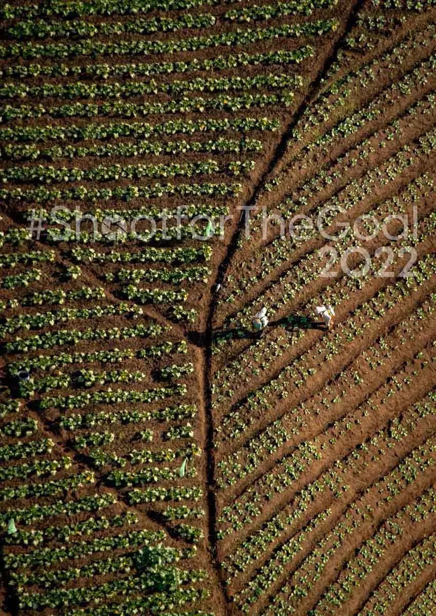 Vista aérea de un campo agrícola con hileras de cultivos y dos personas trabajando en el centro.