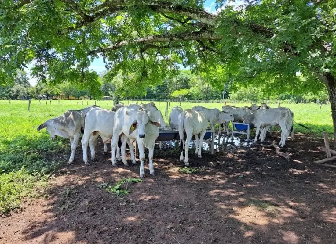 Ganado bovino alimentándose bajo un árbol en una finca.