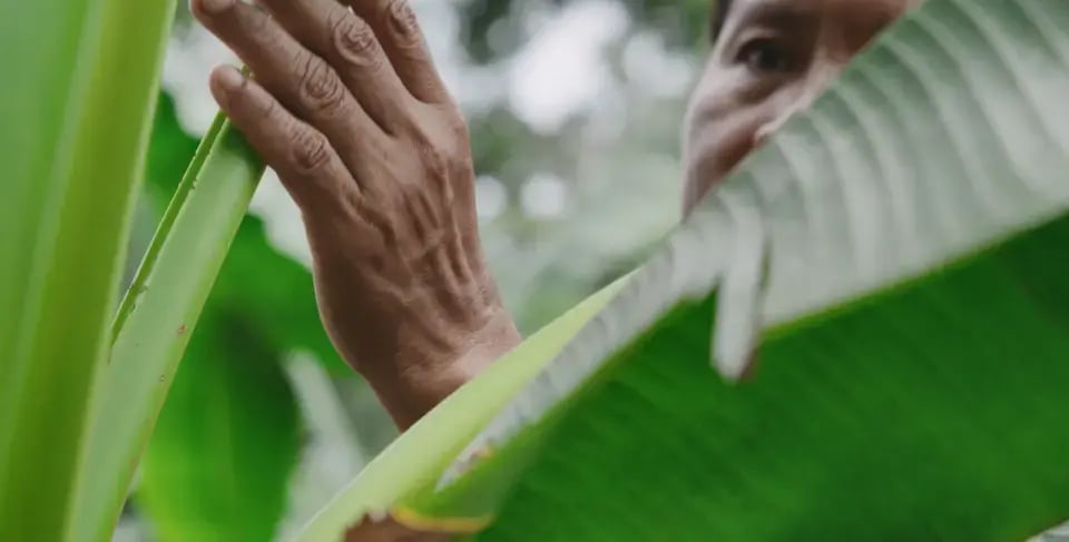Persona observando y tocando una hoja grande de planta tropical en un entorno natural.