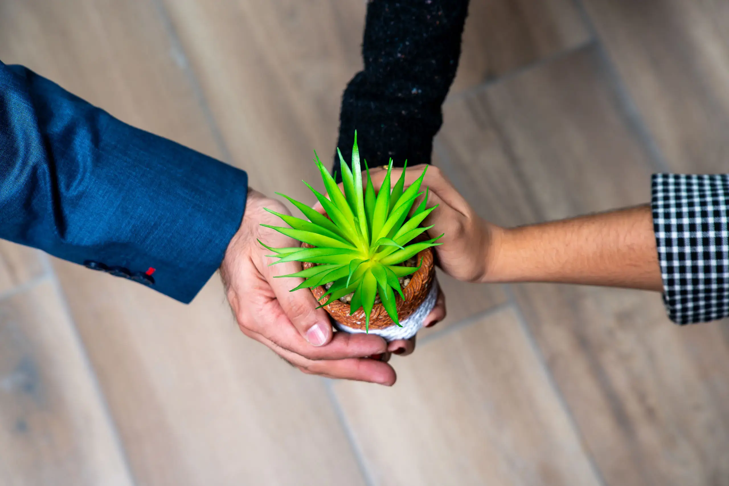 Dos manos sosteniendo en conjunto una maceta con una planta verde sobre un piso claro.