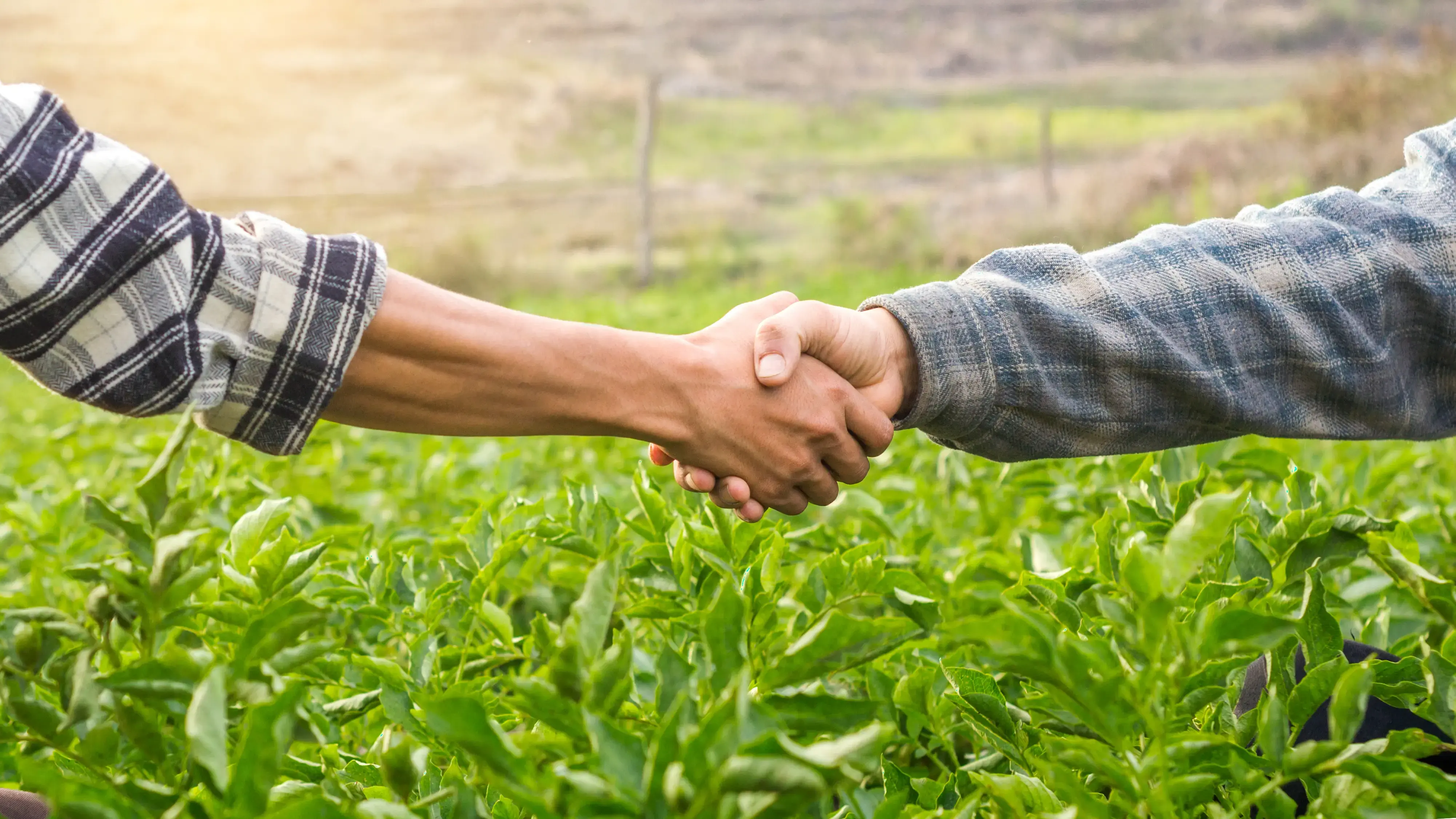 Apretón de manos entre dos personas en un campo verde agrícola.