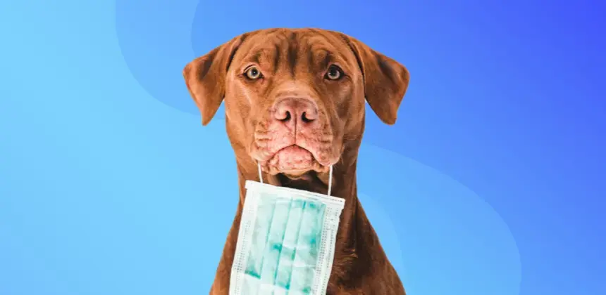 Perro color marrón sosteniendo una mascarilla médica sobre fondo azul degradado