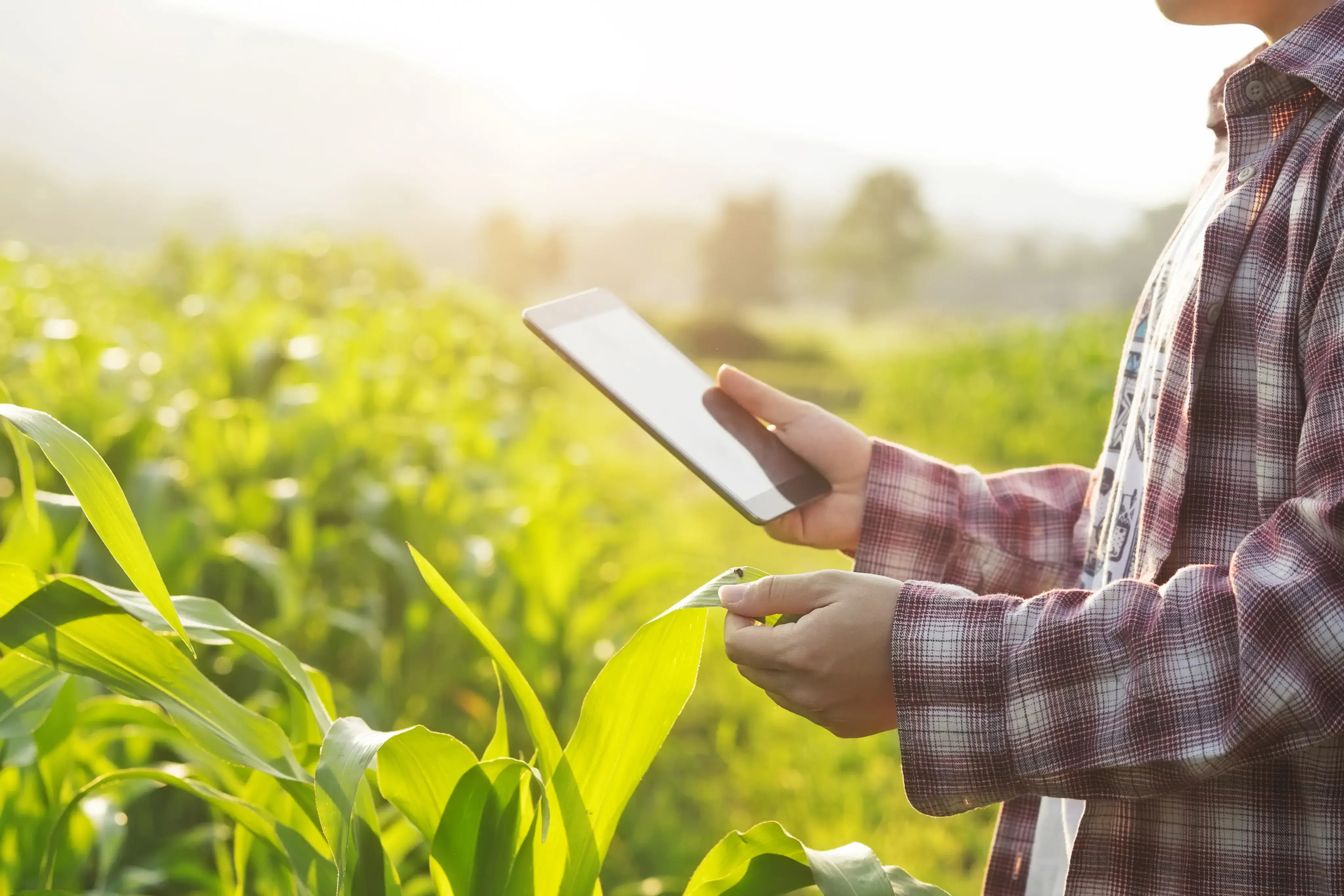Persona sostiene una hoja de cultivo y utiliza una tablet en un campo agrícola iluminado por el sol.