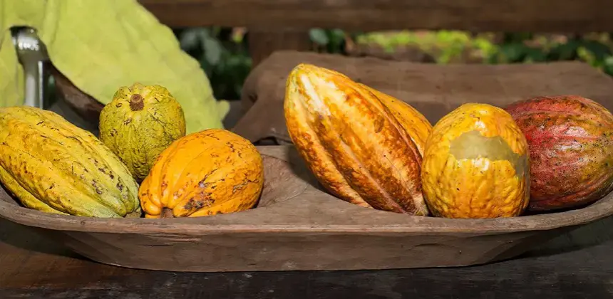 Vainas de cacao maduras en tonos amarillos y naranjas sobre bandeja de madera artesanal